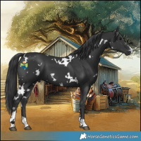 Horse Color:White Spotted Black 