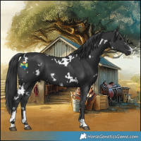 Horse Color:White Spotted Black 