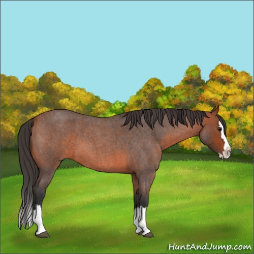 Horse Color:Bay Roan Splash