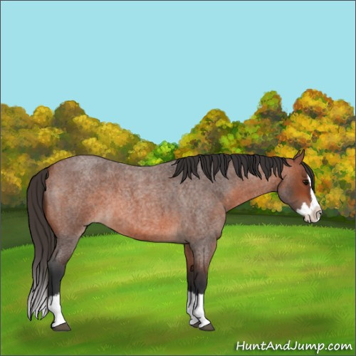 Horse Color:Bay Roan Splash 