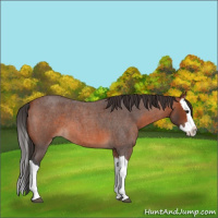 Horse Color:Bay Roan Splash 