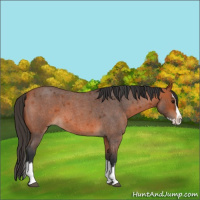 Horse Color:Bay Roan Splash 