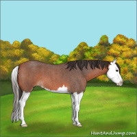 Horse Color:Bay Roan Splash 
