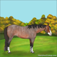 Horse Color:Bay Roan Splash 