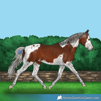 Horse Color:Gray Silver Bay Splash Tobiano 
