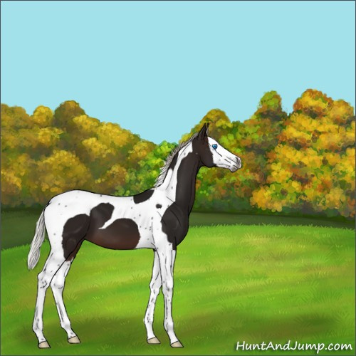 Horse Color:Gray Silver Brown Splash Tobiano 