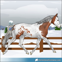 Horse Color:Silver Bay Splash Tobiano Appaloosa 