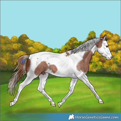 Horse Color:Red Roan Splash Tobiano 
