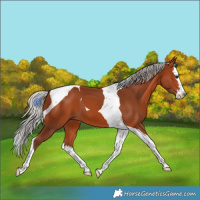 Horse Color:Silver Bay Splash Tobiano