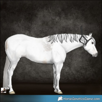 Horse Color:Gray White Spotted Buckskin Tobiano Rabicano 
