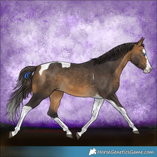 Horse Color:Buckskin Splash Tobiano Rabicano 