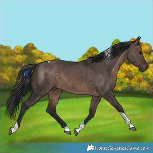 Horse Color:Brown Dun Tobiano Rabicano 