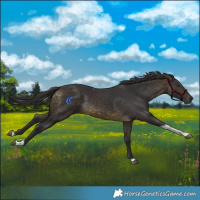 Horse Color:Buckskin Tobiano