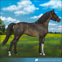 Horse Color:Buckskin Tobiano 