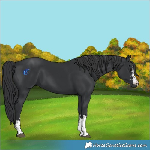 Horse Color:Black 