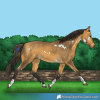 Horse Color:White Spotted Buckskin Tobiano 