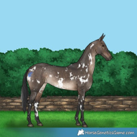 Horse Color:White Spotted Brown Dun Rabicano 