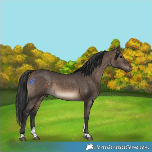 Horse Color:Brown Dun Tobiano Rabicano 