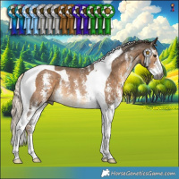 Horse Color:Gray Chocolate Palomino Sabino Tobiano Rabicano 