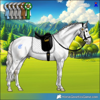 Horse Color:Gray Chocolate Palomino Sabino Tobiano Rabicano