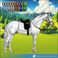 Horse Color:Gray Chocolate Palomino Sabino Tobiano Rabicano 