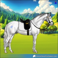 Horse Color:Gray Chocolate Palomino Sabino Tobiano Rabicano 