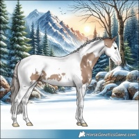 Horse Color:White Spotted Classic Champagne Splash Tobiano Appaloosa
