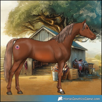 Horse Color:Chestnut 