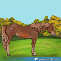 Horse Color:Chestnut 