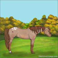 Horse Color:Red Dun Appaloosa 