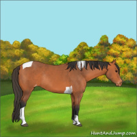 Horse Color:Bay Tobiano Varnish Rabicano 