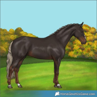 Horse Color:Liver Chestnut 