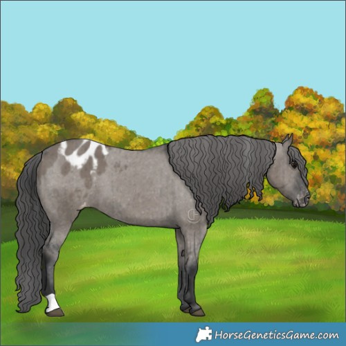 Horse Color:Grullo Appaloosa Brindle 
