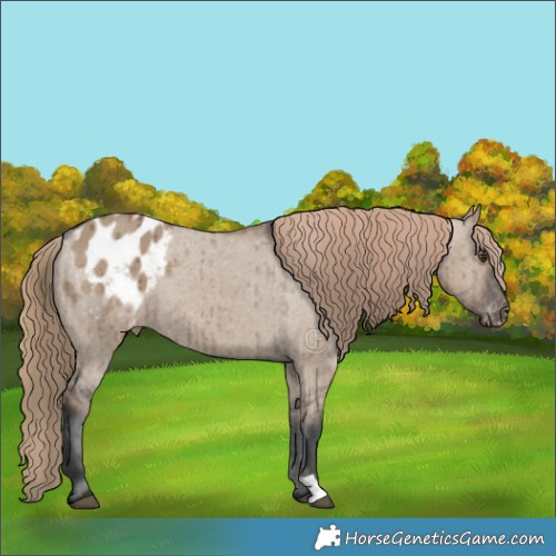 Horse Color:Liver Red Dun Appaloosa Brindle 