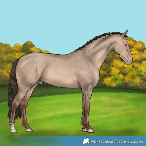 Horse Color:Sable Champagne Dun 