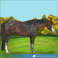 Horse Color:Bay Appaloosa  and Black Appaloosa 