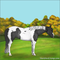 Horse Color:Black Tobiano Rabicano 