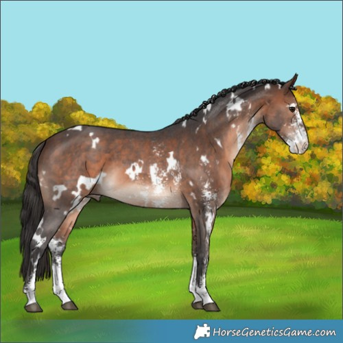 Horse Color:White Spotted Brown Sabino 