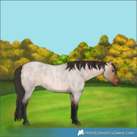 Horse Color:Bay Roan Dun 