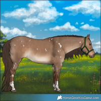 Horse Color:White Spotted Liver Red Dun Tobiano 