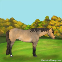 Horse Color:Buckskin Roan 