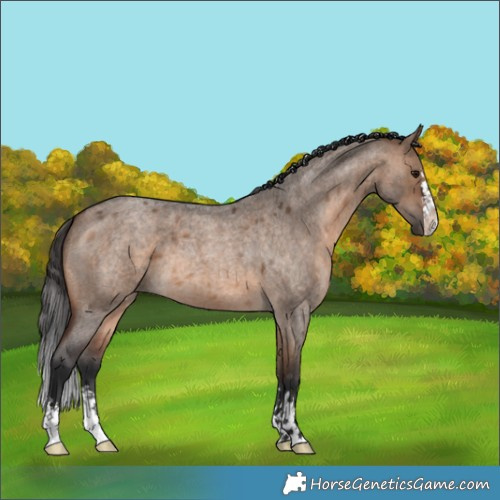 Horse Color:Brown Roan Dun 