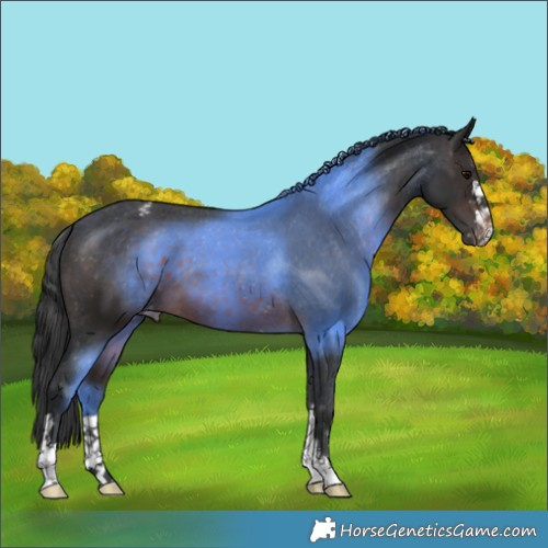 Horse Color:Brown Appaloosa 