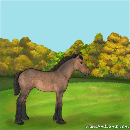 Horse Color:Bay Dun 