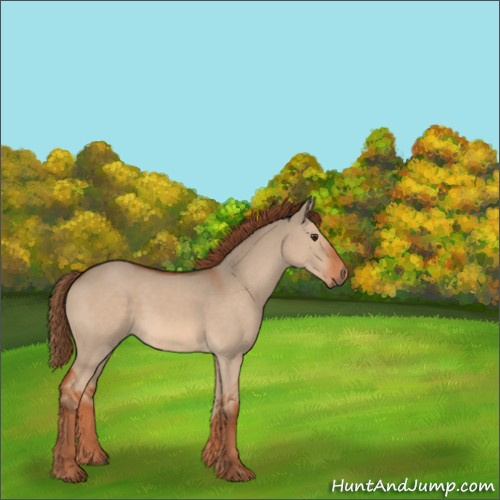 Horse Color:Red Dun 