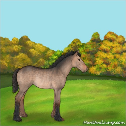 Horse Color:Bay Dun Rabicano 