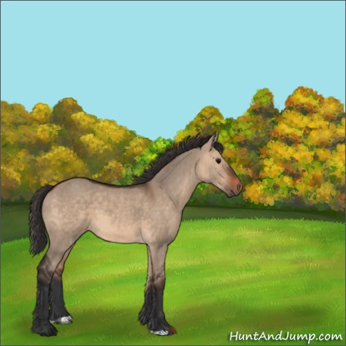 Horse Color:Bay Dun 