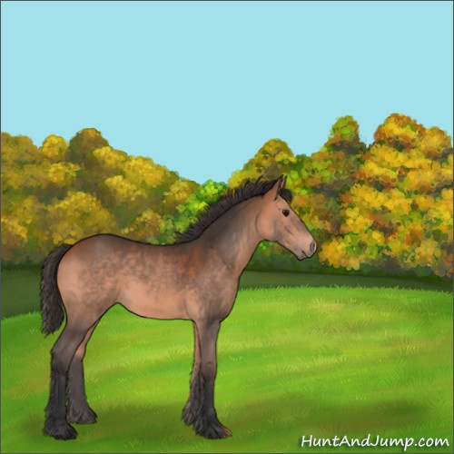 Horse Color:Bay 