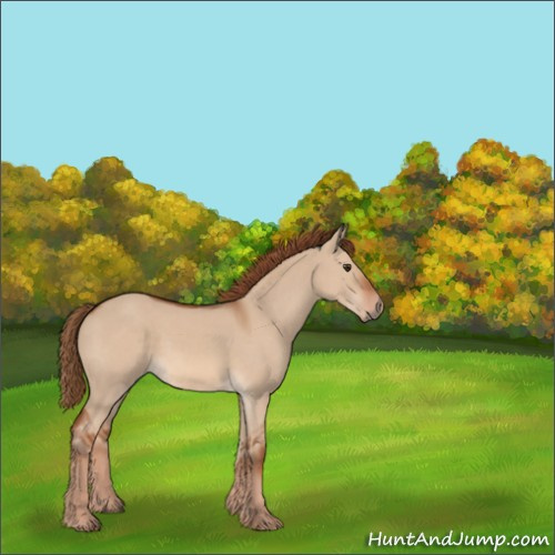 Horse Color:Red Dun 