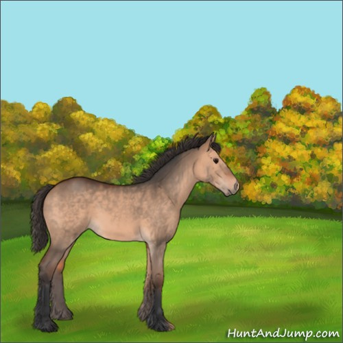 Horse Color:Bay Dun 